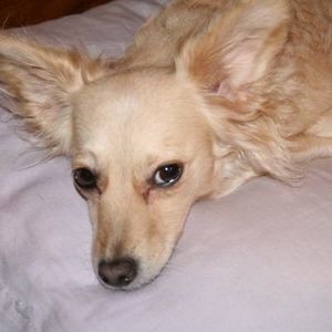 Meet your Posher, Chas